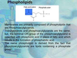 Phospholipids
Membranes are primarily composed of phospholipids that
are Phosphoacylglycerols.
Triacylglycerols and phosphoacylglycerols are the same,
but, the terminal OH group of the phosphoacylglycerol is
esterified with phosphoric acid in place of fatty acid which
results in the formation of phosphatidic acid.
The name phospholipid is derived from the fact that
phosphoacylglycerols are lipids containing a phosphate
group.
 