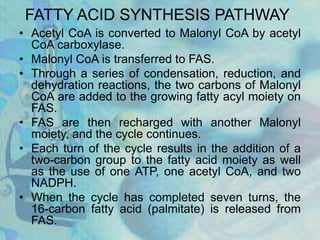 FATTY ACID SYNTHESIS PATHWAY
• Acetyl CoA is converted to Malonyl CoA by acetyl
CoA carboxylase.
• Malonyl CoA is transferred to FAS.
• Through a series of condensation, reduction, and
dehydration reactions, the two carbons of Malonyl
CoA are added to the growing fatty acyl moiety on
FAS.
• FAS are then recharged with another Malonyl
moiety, and the cycle continues.
• Each turn of the cycle results in the addition of a
two-carbon group to the fatty acid moiety as well
as the use of one ATP, one acetyl CoA, and two
NADPH.
• When the cycle has completed seven turns, the
16-carbon fatty acid (palmitate) is released from
FAS.
 