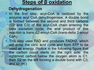 Steps of β oxidation
Dehydrogenation
• In the first step, acyl-CoA is oxidized by the
enzyme acyl CoA dehydrogenase. A double bond
is formed between the second and third carbons
(C2 and C3) of the acyl-CoA chain entering the
beta oxidation cycle; the end product of this
reaction is trans-Δ2-enoyl-CoA (trans-delta 2-enoyl
CoA).
• This step uses FAD and produces FADH2, which
will enter the citric acid cycle and form ATP to be
used as energy. (Notice in the following figure that
the carbon count starts on the right side: the
rightmost carbon below the oxygen atom is C1,
then C2 on the left forming a double bond with C3,
and so on.)
 
