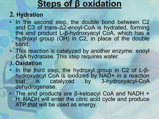 Steps of β oxidation
2. Hydration
• In the second step, the double bond between C2
and C3 of trans-Δ2-enoyl-CoA is hydrated, forming
the end product L-β-hydroxyacyl CoA, which has a
hydroxyl group (OH) in C2, in place of the double
bond.
• This reaction is catalyzed by another enzyme: enoyl
CoA hydratase. This step requires water.
3. Oxidation
• In the third step, the hydroxyl group in C2 of L-β-
hydroxyacyl CoA is oxidized by NAD+ in a reaction
that is catalyzed by 3-hydroxyacyl-CoA
dehydrogenase.
• The end products are β-ketoacyl CoA and NADH +
H. NADH will enter the citric acid cycle and produce
ATP that will be used as energy.
 