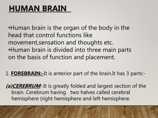 •Human brain is the organ of the body in the
head that control functions like
movement,sensation and thoughts etc.
•Human brain is divided into three main parts
on the basis of function and placement.
1. FOREBRAIN:-It is anterior part of the brain.It has 3 parts:-
(a)CEREBRUM:-It is greatly folded and largest section of the
brain. Cerebrum having two halves called cerebral
hemisphere (right hemisphere and left hemisphere.
HUMAN BRAIN
 