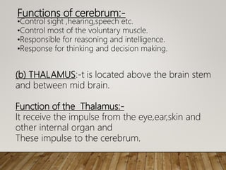 Functions of cerebrum:-
•Control sight ,hearing,speech etc.
•Control most of the voluntary muscle.
•Responsible for reasoning and intelligence.
•Response for thinking and decision making.
(b) THALAMUS:-t is located above the brain stem
and between mid brain.
Function of the Thalamus:-
It receive the impulse from the eye,ear,skin and
other internal organ and
These impulse to the cerebrum.
 