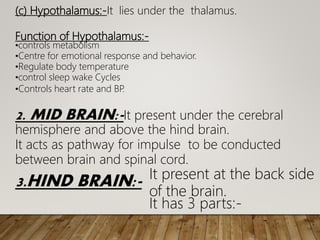 (c) Hypothalamus:-It lies under the thalamus.
Function of Hypothalamus:-
•controls metabolism
•Centre for emotional response and behavior.
•Regulate body temperature
•control sleep wake Cycles
•Controls heart rate and ВР
.
2. MID BRAIN:-It present under the cerebral
hemisphere and above the hind brain.
It acts as pathway for impulse to be conducted
between brain and spinal cord.
3.HIND BRAIN:- It present at the back side
of the brain.
It has 3 parts:-
 