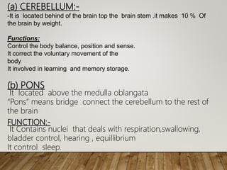 (a) CEREBELLUM:-
-It is located behind of the brain top the brain stem .it makes 10 % Of
the brain by weight.
Functions:
Control the body balance, position and sense.
It correct the voluntary movement of the
body
It involved in learning and memory storage.
(b) PONS
It located above the medulla oblangata
“Pons” means bridge connect the cerebellum to the rest of
the brain
FUNCTION:-
It Contains nuclei that deals with respiration,swallowing,
bladder control, hearing , equillibrium
It control sleep.
 