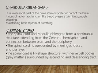(c) MEDULLA OBLANGATA :-
It is lower most part of the brain stem or posterior part of the brain.
It control automatic function like blood pressure ,Vomiting ,cough
sneezing.
Maintaining basic rhythm of breathing.
4.SPINAL CORD
 the spinal cord and Medulla oblengata form a continuous
structure extending from the Cerebral hemisphere and
connection between brain and the periphery.
The spinal cord is surrounded by meninges, dura ,
and pia layer.
the spinal cord is H- shape structure with nerve cell bodies
(grey matter ) surrounded by ascending and descending tract.
 