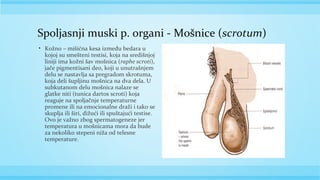 Gradja Testisa Muski polni organi | PPT
