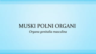 MUSKI POLNI ORGANI
Organa genitalia masculina
 