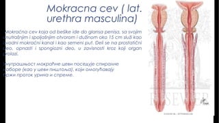 Mokracna cev ( lat.
urethra masculina)
Mokraćna cev koja od bešike ide do glansa penisa, sa svojim
unutrašnjim i spoljašnjim otvorom i dužinom oko 15 cm služi kao
izvodni mokraćni kanal i kao semeni put. Deli se na prostatični
deo, opnasti i spongiozni deo, u zavisnosti kroz koji organ
prolazi.
Унутрашњост мокраћне цеви посeдује спиралне
наборе (као у цеви пиштоља), који омогућавају
бржи проток урина и спреме.
 