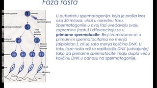 Faza rasta
U pubertetu spermatogonija, koja je prošla kroz
oko 30 mitoza, ulazi u narednu fazu.
Spermatogonije u ovoj fazi uvećavaju svoju
zapreminu (rastu) i diferenciraju se u 
primarne spermatocite. Broj hromozoma se u
primarnim spermatocitama ne menja
(diploidan ), ali se zato menja količina DNK. U
toku faze rasta vrši se replikacija DNK (udvajanje)
tako da primarne spermatocite imaju duplo veću
količinu DNK u odnosu na spermatogonije.
 