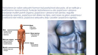 Testosteron je važan seksualni hormon koji postoji kod oba pola, ali se razlikuje u
količinama i koncentraciji. Funkcije testosterona su da: pojačava i ubrzava
razvijanje muških polnih organa, pojačava i ubrzava rast penisa, reguliše
produkciju sperme, pojačava rast dlaka na tijelu, osim kose na glavi, pojačava i
uveličava rast mišića, pojačava seksualnu želju i podiže i pojačava agresiju.
 