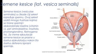 Semene kesice (lat. vesica seminalis)
Semene kesice (vesiculae
seminales) su žlezde čiji sekret
razređuje spermu. Ovaj sekret
sadrži mnogo fruktoze kojima
se hrane spermiji i
akskorobinske kiseline (vitamin
c), pet aminokiselina, inozitola,
prostanglandina, fibrinogena
itd.. Za vreme ejkaulacije
semene kesice se prazne u
duktus ejakulatorijus nakon što
duktus deferens isprazni
spermije.
 