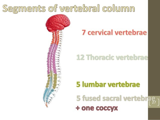 Muskloskeletal icd10