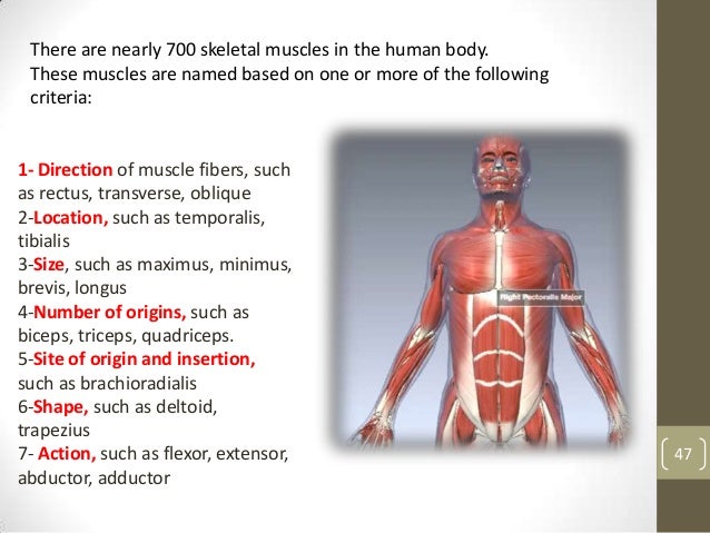 Muskloskeletal icd10 Muskloskeletal icd10