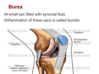 Bursa
🠶A small sac filled with synovial fluid.
🠶Inflammation of these sacs is called bursitis
 