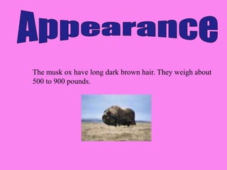 The musk ox have long dark brown hair. They weigh about
500 to 900 pounds.
