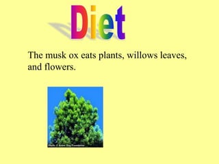 The musk ox eats plants, willows leaves,
and flowers.