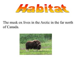 The musk ox lives in the Arctic in the far north
of Canada.