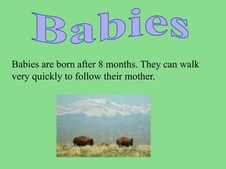 Babies are born after 8 months. They can walk
very quickly to follow their mother.