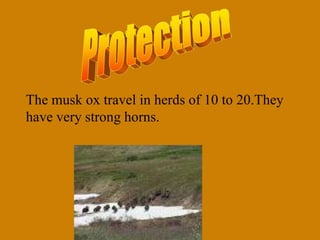 The musk ox travel in herds of 10 to 20.They
have very strong horns.