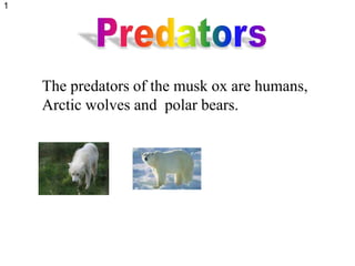 The predators of the musk ox are humans,
Arctic wolves and polar bears.
1
