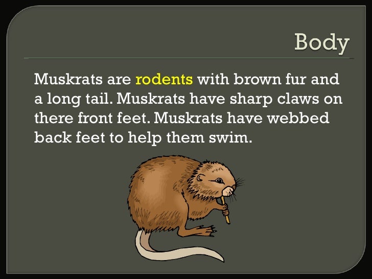 Muskrats