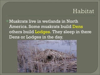 Muskrats live in wetlands in North America. Some muskrats build  Dens  others build  Lodges .   They sleep in there Dens or Lodges in the day. 