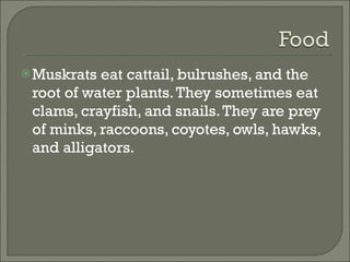 Muskrats eat cattail, bulrushes, and the root of water plants. They sometimes eat clams, crayfish, and snails. They are prey of minks, raccoons, coyotes, owls, hawks, and alligators.  