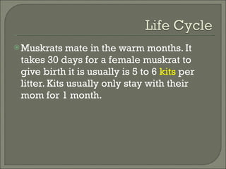 Muskrats mate in the warm months. It takes 30 days for a female muskrat to give birth it is usually is 5 to 6  kits  per litter. Kits usually only stay with their mom for 1 month. 