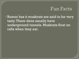 Rumor has it muskrats are said to be very tasty. There dens usually have underground tunnels. Muskrats float on rafts when they eat. 