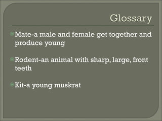 Mate-a male and female get together and produce young Rodent-an animal with sharp, large, front teeth Kit-a young muskrat 