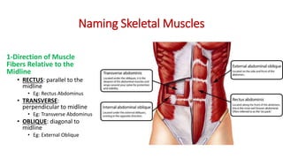 muskular system anatomy.pptx