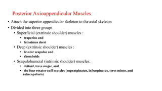 muskular system anatomy.pptx