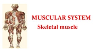 MUSCULAR SYSTEM
Skeletal muscle
 