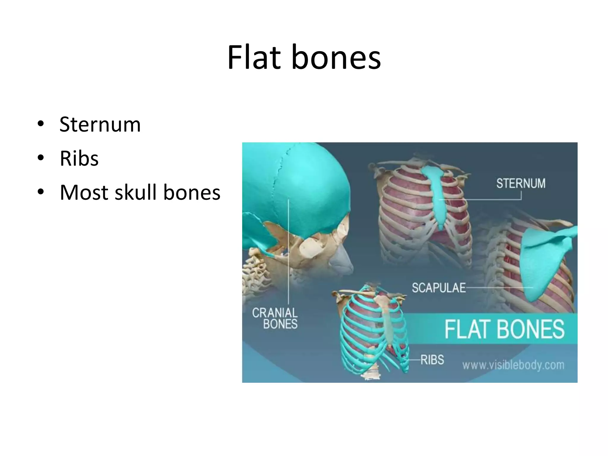 Muskuloskeletal system for 1st year bsc nursing | PPTX