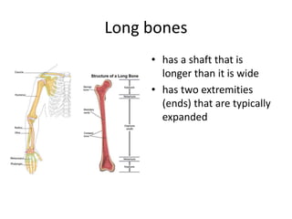 Long bones
• has a shaft that is
longer than it is wide
• has two extremities
(ends) that are typically
expanded
 