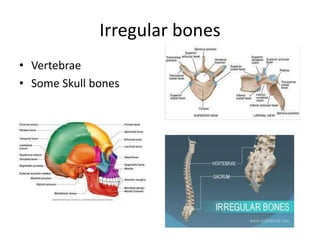 Irregular bones
• Vertebrae
• Some Skull bones
 