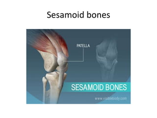 Sesamoid bones
 