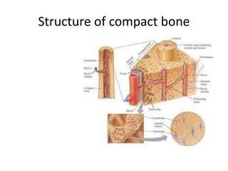 Structure of compact bone
 