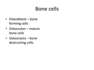 Bone cells
• Osteoblasts – bone
forming cells
• Osteocytes – mature
bone cells
• Osteoclasts – bone
destructing cells
 