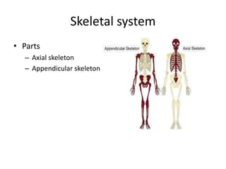 Skeletal system
• Parts
– Axial skeleton
– Appendicular skeleton
 