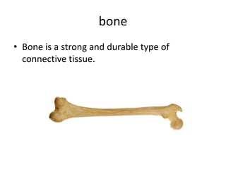 bone
• Bone is a strong and durable type of
connective tissue.
 
