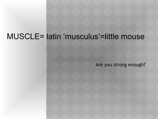 MUSCLE= latin ‘musculus’=little mouse

Are you strong enough?

 
