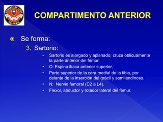  Se forma:
3. Sartorio:
• Sartorio es alargado y aplanado; cruza oblicuamente
la parte anterior del fémur.
• O: Espina ilíaca anterior superior.
• Parte superior de la cara medial de la tibia, por
delante de la inserción del grácil y semitendinoso.
• N: Nervio femoral (C2 a L4).
• Flexor, abductor y rotador lateral del fémur.
 