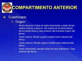  Cuadriceps:
1. Origen:
 Recto femoral: Cubre el vasto intermedio y parte de los
vastos interno y externo. Se inserta en la parte lateral
de la cresta ilíaca y cara anterior del trocante mayor del
fémur.
 Vasto interno: Borde supero-medial (cara interna) del
fémur.
 Vasto externo: Borde supero-medial (cara externa) del
fémur.
 Vasto intermedio, situado entre los dos anteriores: Cara
anterior del fémur.
 