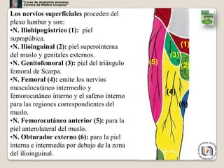 “Curso de Anatomía Humana:
     Carrera de Médico Cirujano”


Los nervios superficiales proceden del
plexo lumbar y son:
•N. Iliohipogástrico (1): piel
suprapúbica.
•N. Ilioinguinal (2): piel superointerna                  (1)
del muslo y genitales externos.                     (3)
•N. Genitofemoral (3): piel del triángulo    (5)          (2)
femoral de Scarpa.
•N. Femoral (4): emite los nervios
musculocutáneo intermedio y
                                                   (4)
femorocutáneo interno y el safeno interno
para las regiones correspondientes del                   (6)
muslo.
•N. Femorocutáneo anterior (5): para la
piel anterolateral del muslo.
•N. Obturador externo (6): para la piel
interna e intermedia por debajo de la zona
del ilioinguinal.                                               10
 
