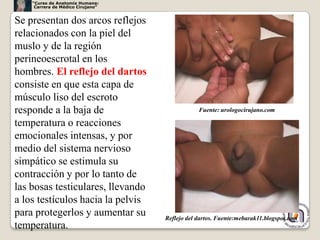 “Curso de Anatomía Humana:
     Carrera de Médico Cirujano”


Se presentan dos arcos reflejos
relacionados con la piel del
muslo y de la región
perineoescrotal en los
hombres. El reflejo del dartos
consiste en que esta capa de
músculo liso del escroto
responde a la baja de                          Fuente: urologocirujano.com

temperatura o reacciones
emocionales intensas, y por
medio del sistema nervioso
simpático se estimula su
contracción y por lo tanto de
las bosas testiculares, llevando
a los testículos hacia la pelvis
para protegerlos y aumentar su     Reflejo del dartos. Fuente:mebarak11.blogspot.com
                                                                                       11
temperatura.
 