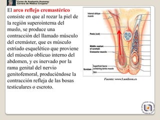 “Curso de Anatomía Humana:
     Carrera de Médico Cirujano”


El arco reflejo cremastérico
consiste en que al rozar la piel de
la región superointerna del
muslo, se produce una
contracción del llamado músculo
del cremáster, que es músculo
estriado esquelético que proviene
del músculo oblicuo interno del
abdomen, y es inervado por la
rama genital del nervio
genitofemoral, produciéndose la
                                      Fuente: www3.unileon.es
contracción refleja de las bosas
testiculares o escroto.



                                                                12
 