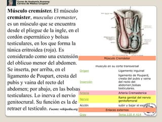 “Curso de Anatomía Humana:
      Carrera de Médico Cirujano”



Músculo cremáster. El músculo
cremáster, musculus cremaster,
es un músculo que se encuentra
desde el pliegue de la ingle, en el
cordón espermático y bolsas
testiculares, en los que forma la
túnica eritroidea (roja). Es
considerado como una extensión                                Músculo Cremáster
del oblicuo menor del abdomen.                          musculo en su corte transversal
Se inserta, por arriba, en el               Origen                      Ligamento inguinal

ligamento de Poupart, cresta del                                        ligamento de Poupard,
                                                                        cresta del pubis y vaina
pubis y vaina del recto del                 Inserción                   del recto del
                                                                        abdomen;bolsas
abdomen; por abajo, en las bolsas                                       testiculares.
                                            Arteria                     Arteria Cremasterica
testiculares. Lo inerva el nervio                                       Rama genital del nervio
                                            Nervio
                                                                        genitofemoral
genitocrural. Su función es la de
                                            Acción                      subir y bajar el escroto
retraer el testículo. Fuente: wikipedia.org                    Enlaces externos
                                                                                                   13
                                             Gray                       Tema 118 # 414
 