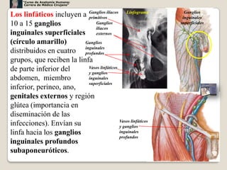 “Curso de Anatomía Humana:
      Carrera de Médico Cirujano”


Los linfáticos incluyen a Ganglios ilíacos Linfograma
                            primitivos
                                                                  Ganglios
                                                                 inguinales
10 a 15 ganglios                Ganglios                        superficiales
                                ilíacos
inguinales superficiales externos
(círculo amarillo)        Ganglios

distribuidos en cuatro inguinales
                          profundos
grupos, que reciben la linfa
de parte inferior del       Vasos linfáticos
                            y ganglios
abdomen, miembro            inguinales
                            superficiales
inferior, perineo, ano,
genitales externos y región
glútea (importancia en
diseminación de las
                                             Vasos linfáticos
infecciones). Envían su                      y ganglios
linfa hacia los ganglios                     inguinales
                                             profundos
inguinales profundos
subaponeuróticos.
                                                                                14
 