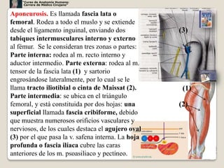 “Curso de Anatomía Humana:
     Carrera de Médico Cirujano”


Aponeurosis. Es llamada fascia lata o
femoral. Rodea a todo el muslo y se extiende
desde el ligamento inguinal, enviando dos           (3)
tabiques intermusculares interno y externo
al fémur. Se le consideran tres zonas o partes:
Parte interna: rodea al m. recto interno y
aductor intermedio. Parte externa: rodea al m.
tensor de la fascia lata (1) y sartorio
engrosándose lateralmente, por lo cual se le
llama tracto iliotibial o cinta de Maissat (2).      (1)
Parte intermedia: se ubica en el triángulo
femoral, y está constituida por dos hojas: una      (2)
superficial llamada fascia cribiforme, debido
que muestra numerosos orificios vasculares y
nerviosos, de los cuales destaca el agujero oval
(3) por el que pasa la v. safena interna. La hoja
profunda o fascia ilíaca cubre las caras
anteriores de los m. psoasiliaco y pectíneo.               15
 
